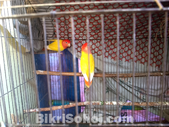 রেড হেডেড লোটিনো অপালাইন লাভবার্ডস